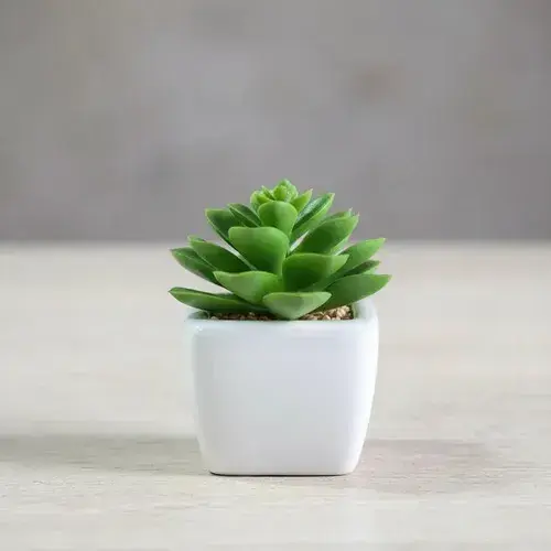 Plantin Artificial Maceta Ceramica (modelo Surtido)